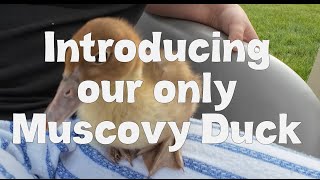 Introducing Our Only Muscovy Duck