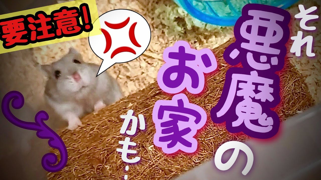 ハムスター 買っ て は いけない