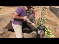 Gophers avocado trees  pot planting
