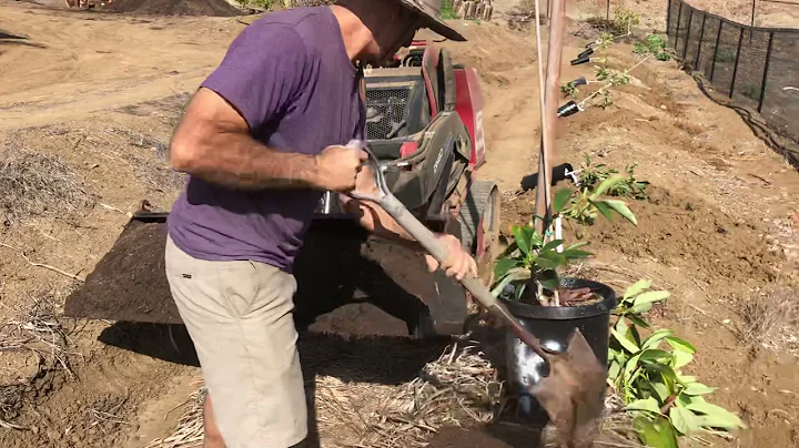 Gophers, Avocado Trees & Pot Planting