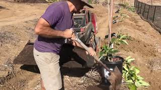 Gophers, Avocado Trees & Pot Planting