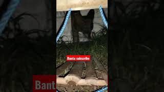 INILAH CARA MEMBUAT JEBAKAN MUSANG 100 % AMPUH #shortsvideo #ogohogohviral #short
