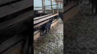 видео: Окот 2 раза в год Гиссарская порода овец в Северном Казахстане картинка: Окот 2 раза в год Гиссарская порода овец в Северном Казахстане