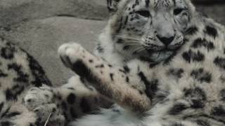 Snow Leopard - Animals at the Zoo - Akron Zoo - 4K