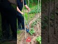 No More Backaches! Labor-Saving Greenhouse Pipe Insertor 🏕️🛠️ for Effortless Setup ✨