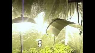 Above The Ignorance - Legalise