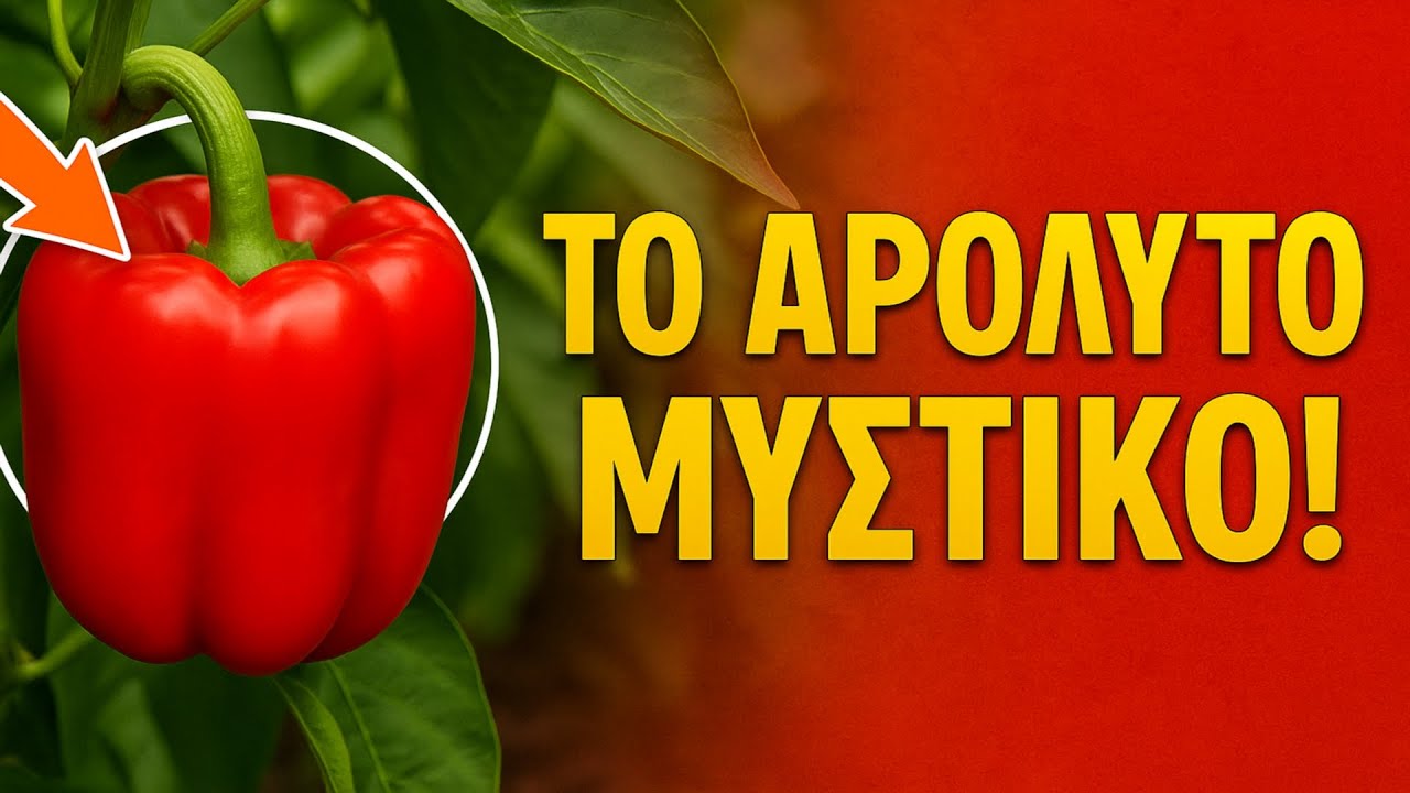 Αυτό που οι γεωπόνοι δε σας λένε: Το απόλυτο μυστικό για να έχουν οι πιπεριές σας παχιές σάρκες.