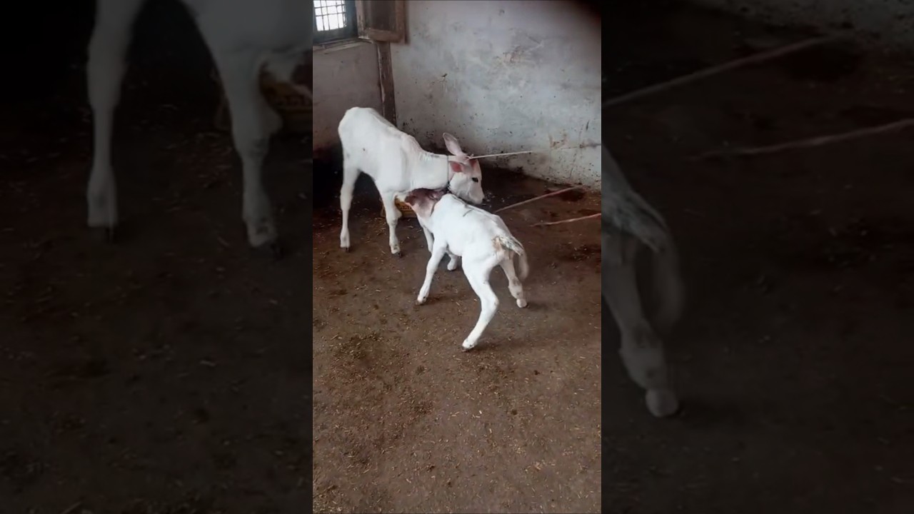 cow Lovers new short video 🧿🐄