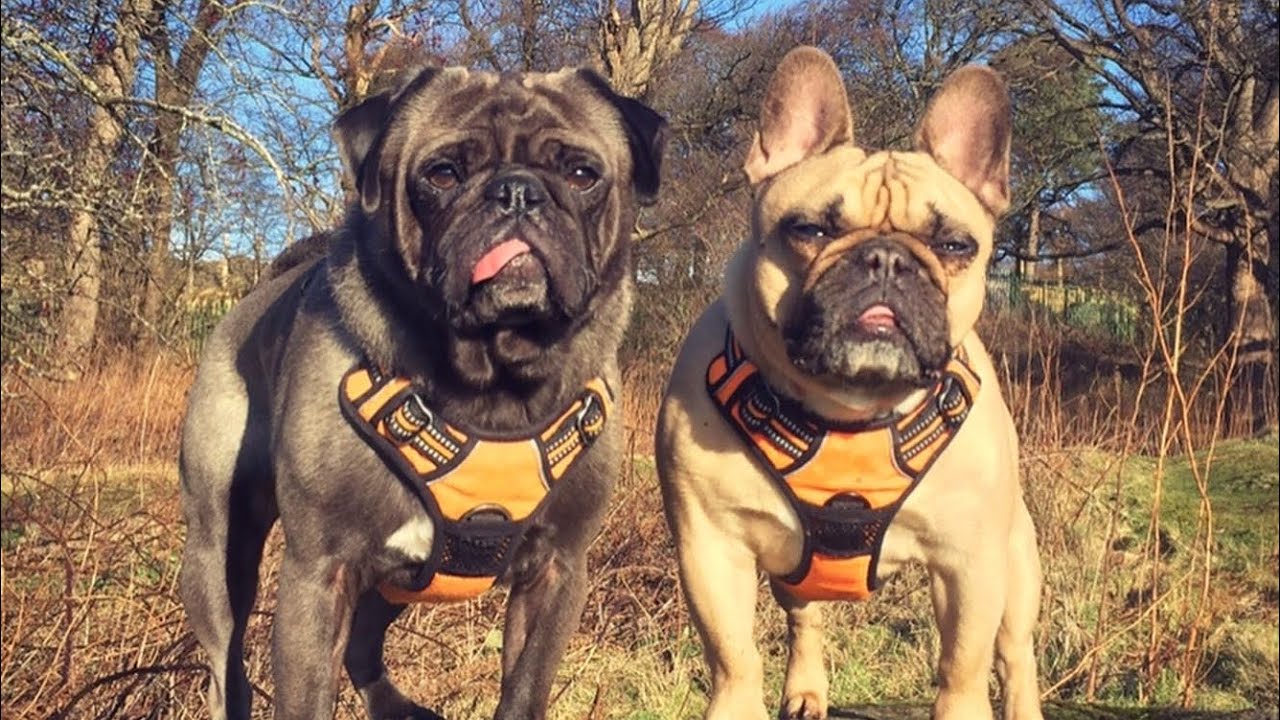 Paws Up! and Pivot! P+ Dog Training, Beginners & Puppy Class YouTube