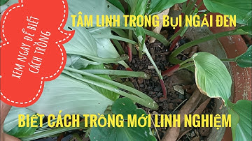 #shorts, ngải đen phải trộm về trồng mới linh