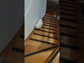 Rilakuma doggo jumping steps