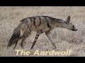 The Aardwolf