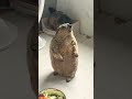When a Marmot Sees Something It Shouldn’t… #mamochi