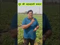 किसानों की बहार मुफ फसल में शानदार रिजल्ट9767431897
