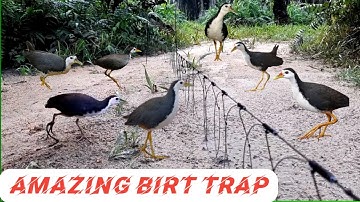 How To Hunt Bird | Wild Bird Hunting Trap | Easy Bird Trap |