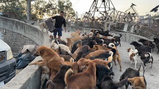 200 plus street dogs waiting for food daily #feedinganimal