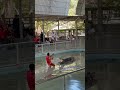 Thailand Crocodile Show Places To Visit In Thailand Thailand 