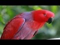 The ECLECTUS PARROT - mini DOCUMENTARY