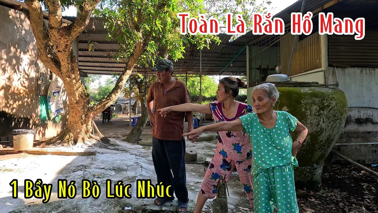 Bà Lão 75 Tuổi Sống Chung Với 1 Bầy Rắn Hổ Mang Nhiều Năm Nay Rồi Mà Không Hây Biết Quá Nguy Hiểm