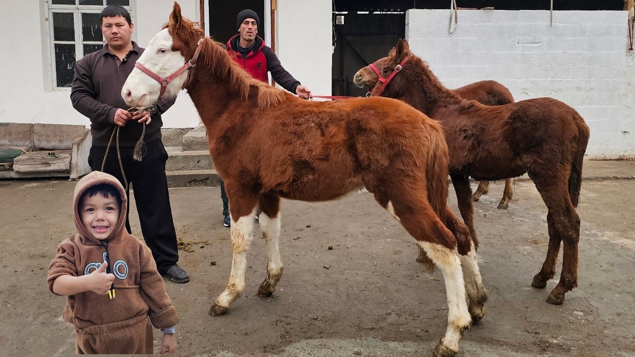 Buzoqcha puliga TOY😱😱 5 QASHQA NASILDOR  TOYLAR👍