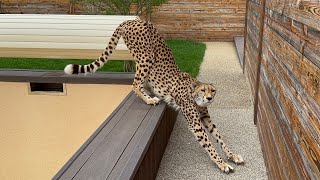 Cheetah's strange behavior during a short walk.