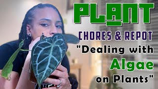 Plant Collection Updates, Plant Chores, & Dealing with Algae! #plants