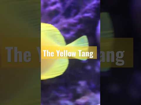 فيديو: كيفية رعاية الأصفر تانغ