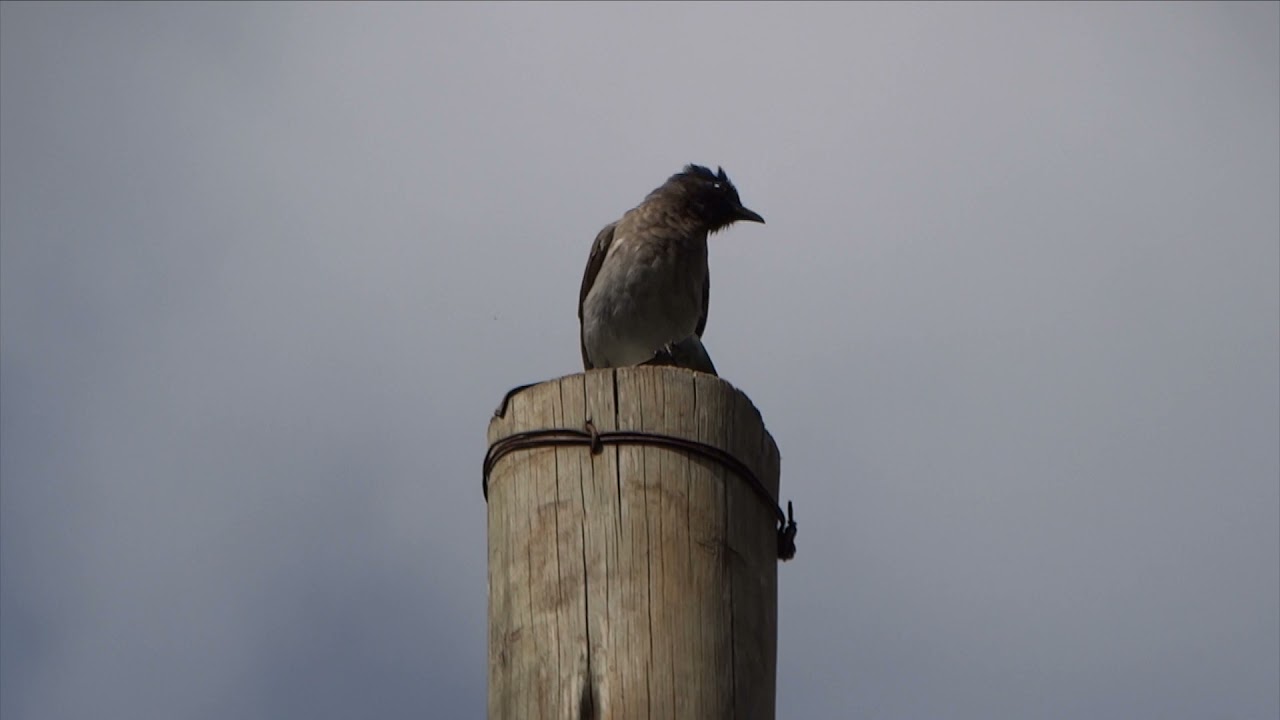 Beautiful Bulbul & Speckled Mousebird #Relaxation#Wellness
