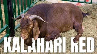 Goat Farming: The Kalahari Red Goat Breed #farming #goatfarming #meat