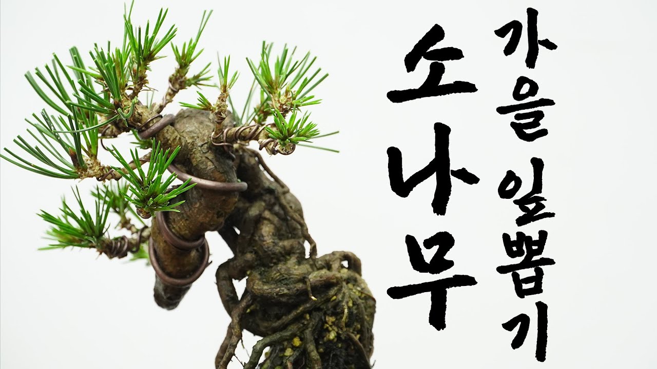 소나무 가을잎뽑기 ㅣ 소나무 ㅣAutumn Leafing of Pine