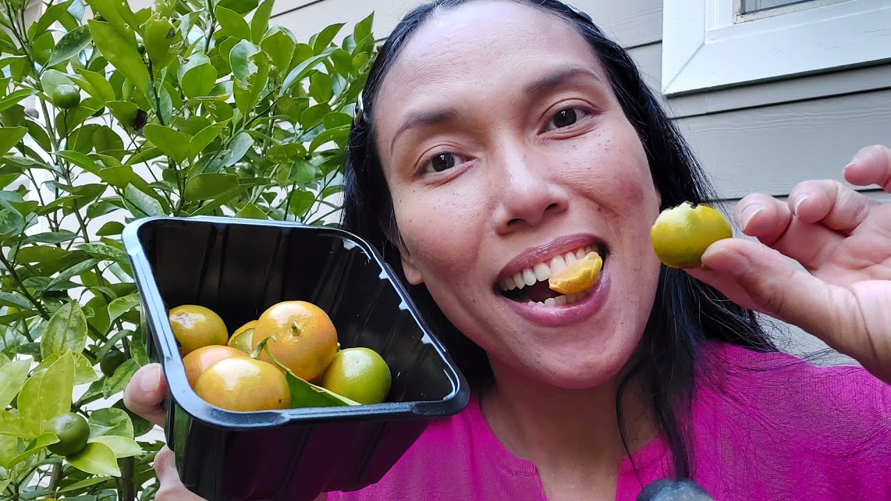 Harvesting & Eating mouth-watering CALAMONDIN Lemon. Facts you need to know 🍋