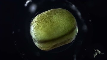 Xenopus laevis embryonic development from single cell stage to tailbud stage