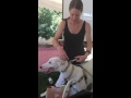 Greyhound/Galgo Safety Tips の動画、YouTube動画。