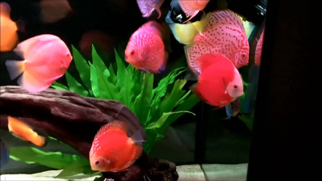 kenny's house New Discus Fish