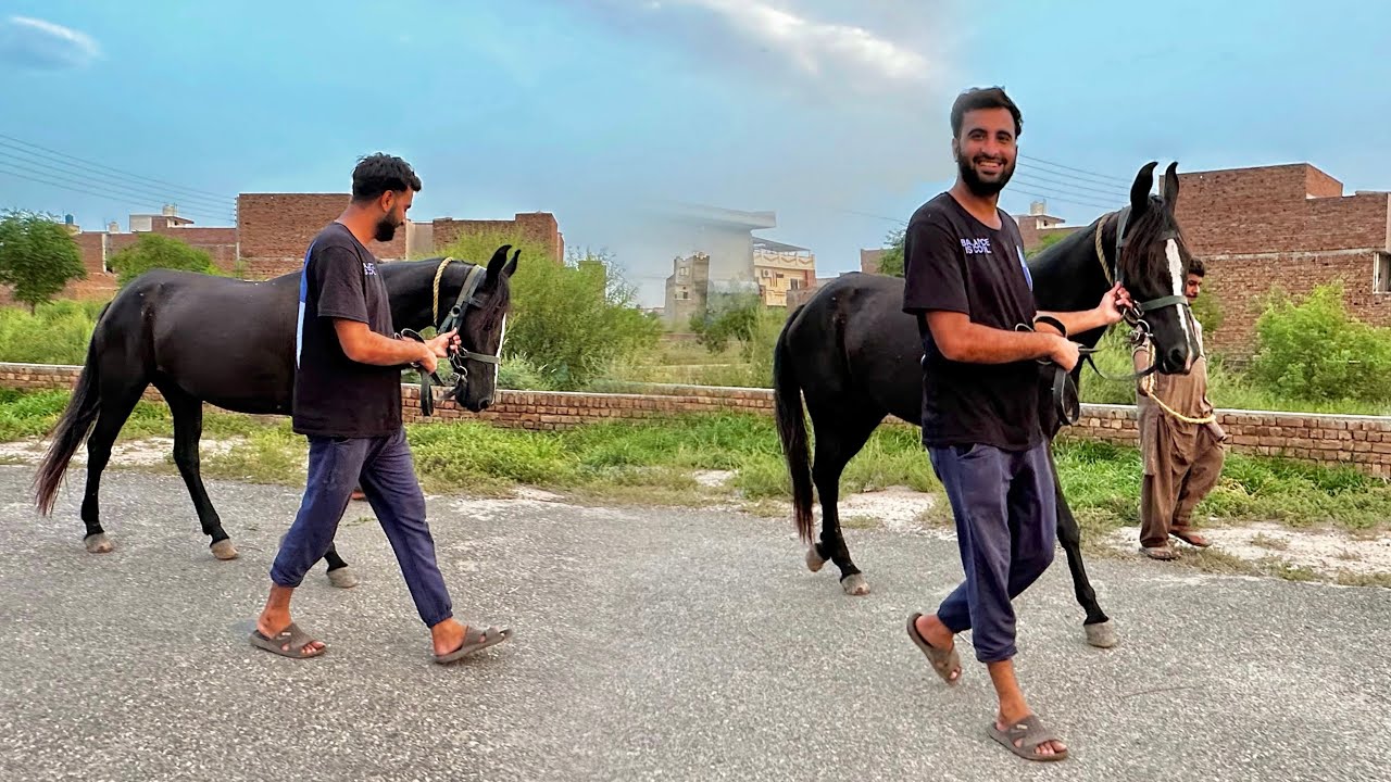 Aj Apny Horse Ko Bhr Le Aiy😍