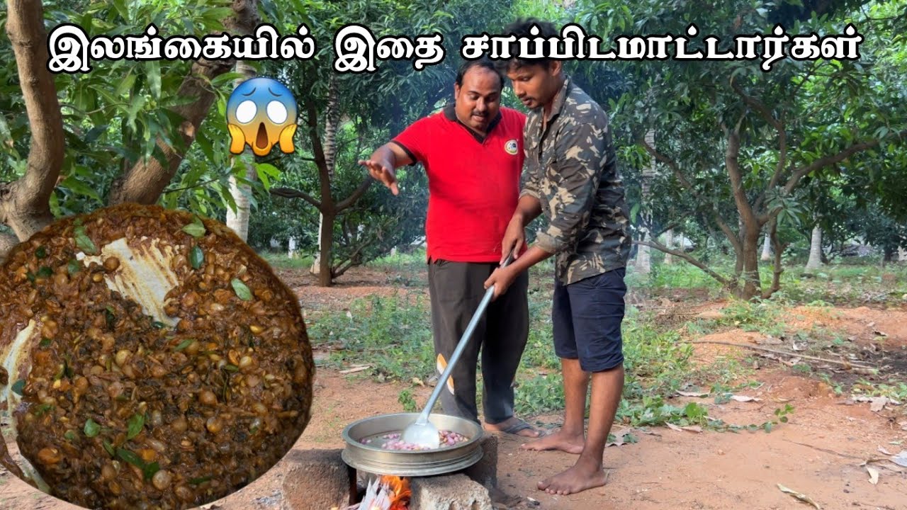 இலங்கையில் இதை சாப்பிடமாட்டார்கள் 😱 / நத்தை / Tamil Bros