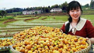 100 catties loquat harvest! It takes four seasons to harvest 8 points and 10 points. The rich resou by 燕麦行游 8,703 views 1 day ago 7 minutes