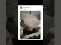 大雪選手権がとんでもなくヤバかった・・・