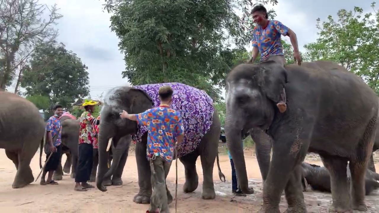 สงกรานต์ช้างที่ยิ่งใหญ่ที่สุดในโลก