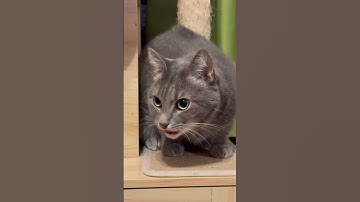 🐱 Adorable & Funny Cat Video Compilation 😻 Perfect for Cat Lovers #catsofyoutube