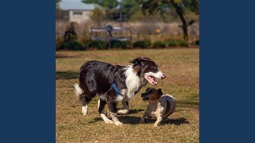 Pulsating Backdrops for Calm Pups