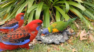 Crimson Rosellas & Rainbow Lorikeet | 4K | Bird Watching