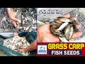 Grasscarp Fish Seeds | Gaddi Chepa Pillalu | Fish Farming in Andhrapradesh | Aqua Factory