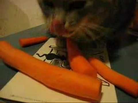 my cat loves carrots