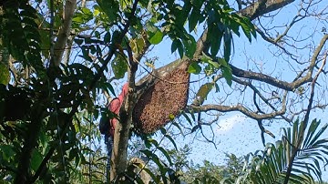 Ngabolamg lebah madu hutan mendapatkan 2 sarang yg ada madunya
