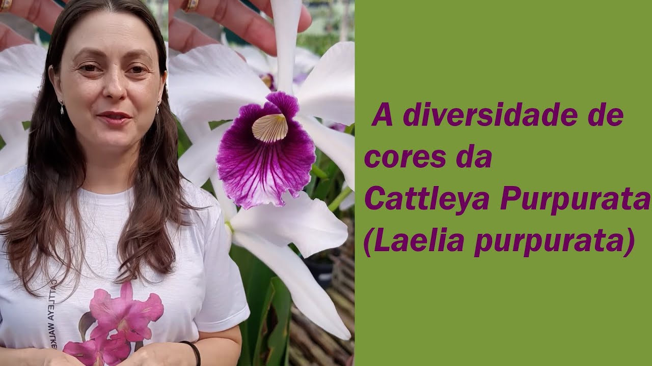 A diversidade de cores da Cattleya purpurata (Laelia purpurata)