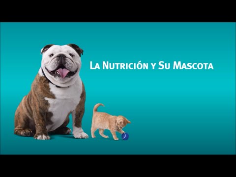 Vídeo: Compte Amb L’especialista En Nutrició De Mascotes
