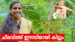 ചീരവിത്ത് ഈസിയായി കിട്ടും | Cheera Seed | Mini's LifeStyle