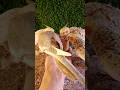 cockatiel bird 🐦😍 #shorts #cockatiel #yellowcockatiel48