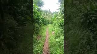 Jalan Jalan Budak Bedeng